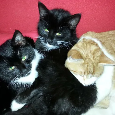 Apartment Schmalzgrubengut *