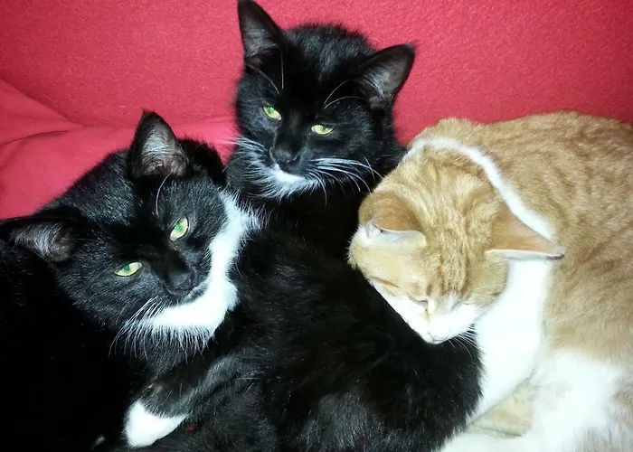 Apartment Schmalzgrubengut *